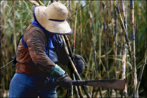 archivo-campesino-brasil-guariba-afp-lncima20081119-0039-1